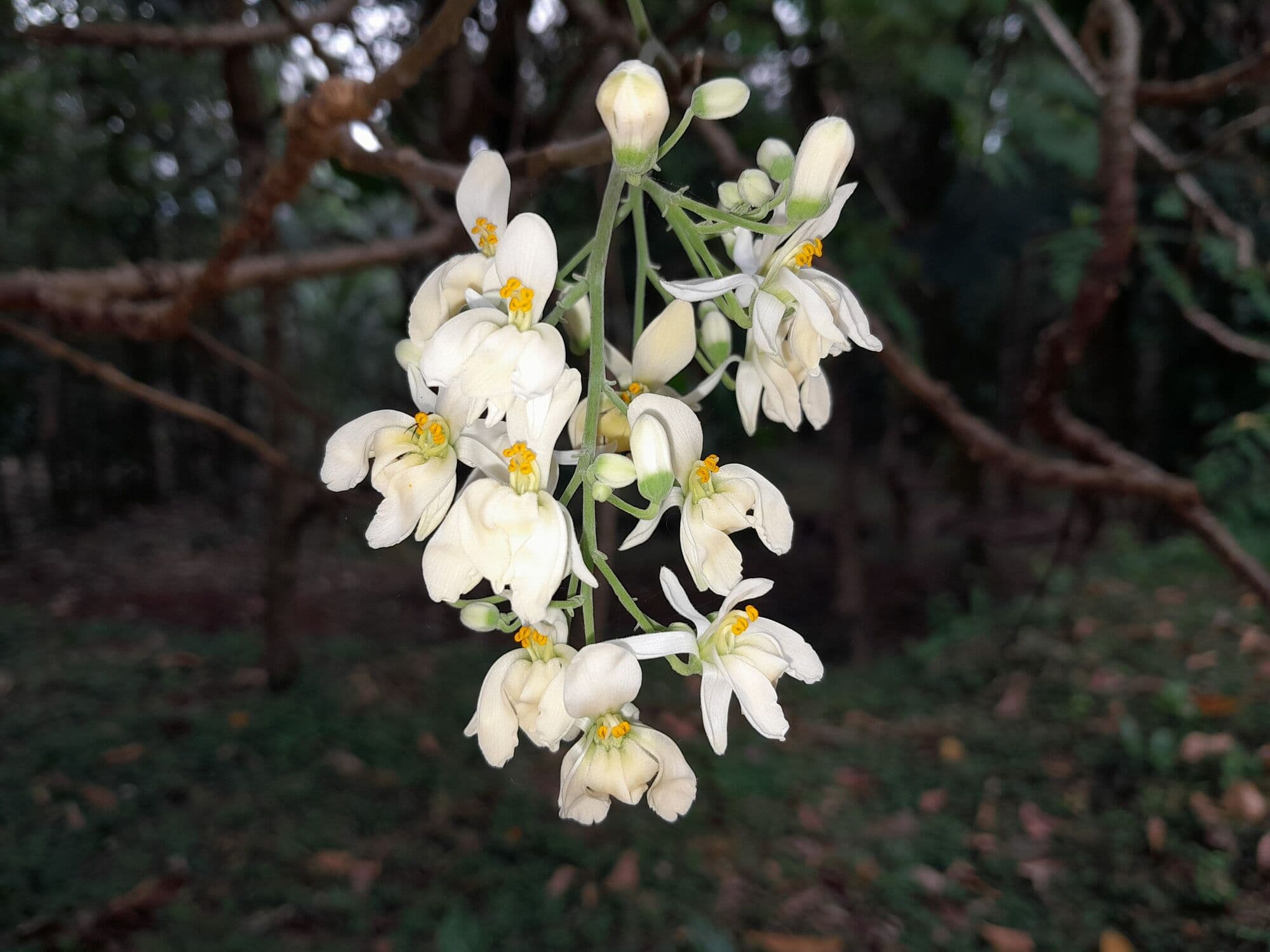 Cream-white moringa flowers
