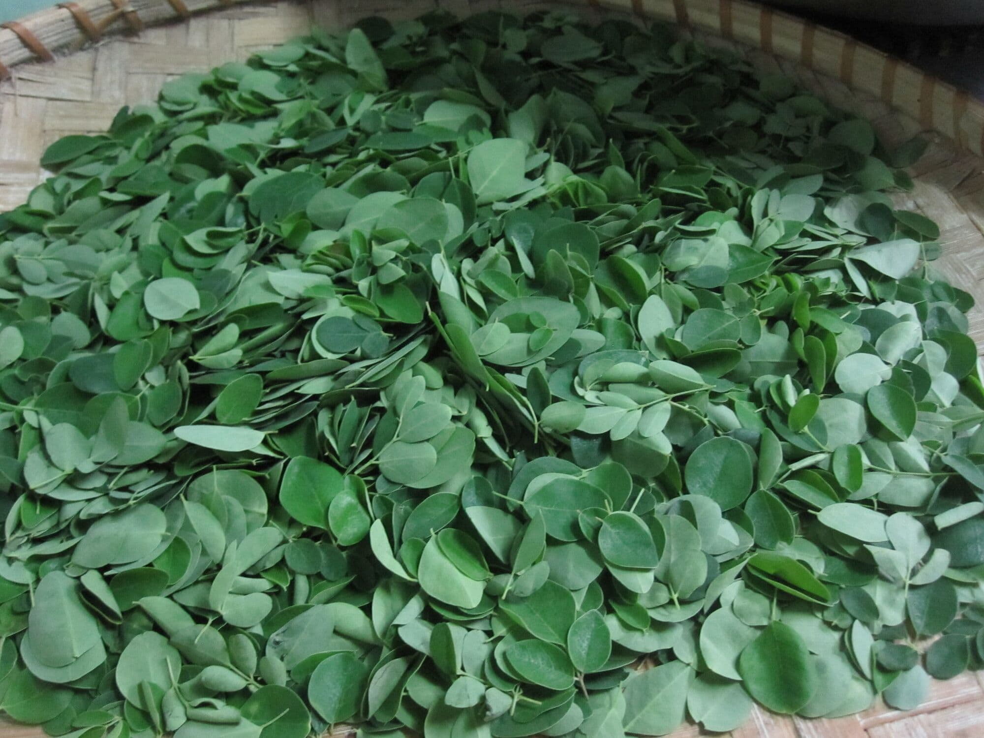 A heap of fresh, stripped moringa leaflets