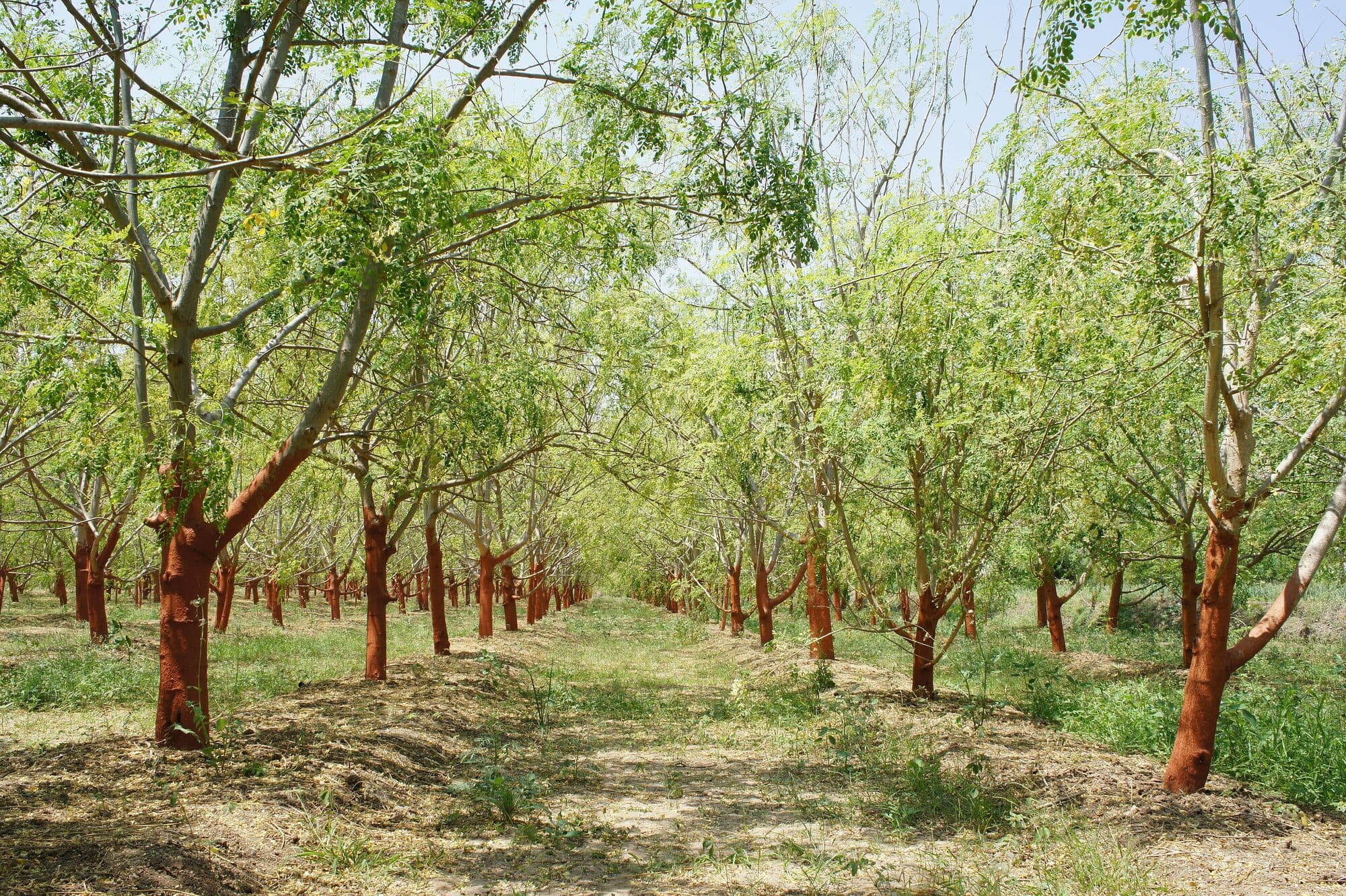 Rows of mature moringa trees in an orchard