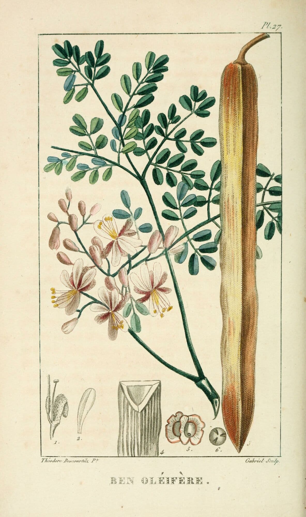Hand-colored 1820s botanical plate, 'Ben Oléifère', showing moringa leaves, flowers, pod and seed