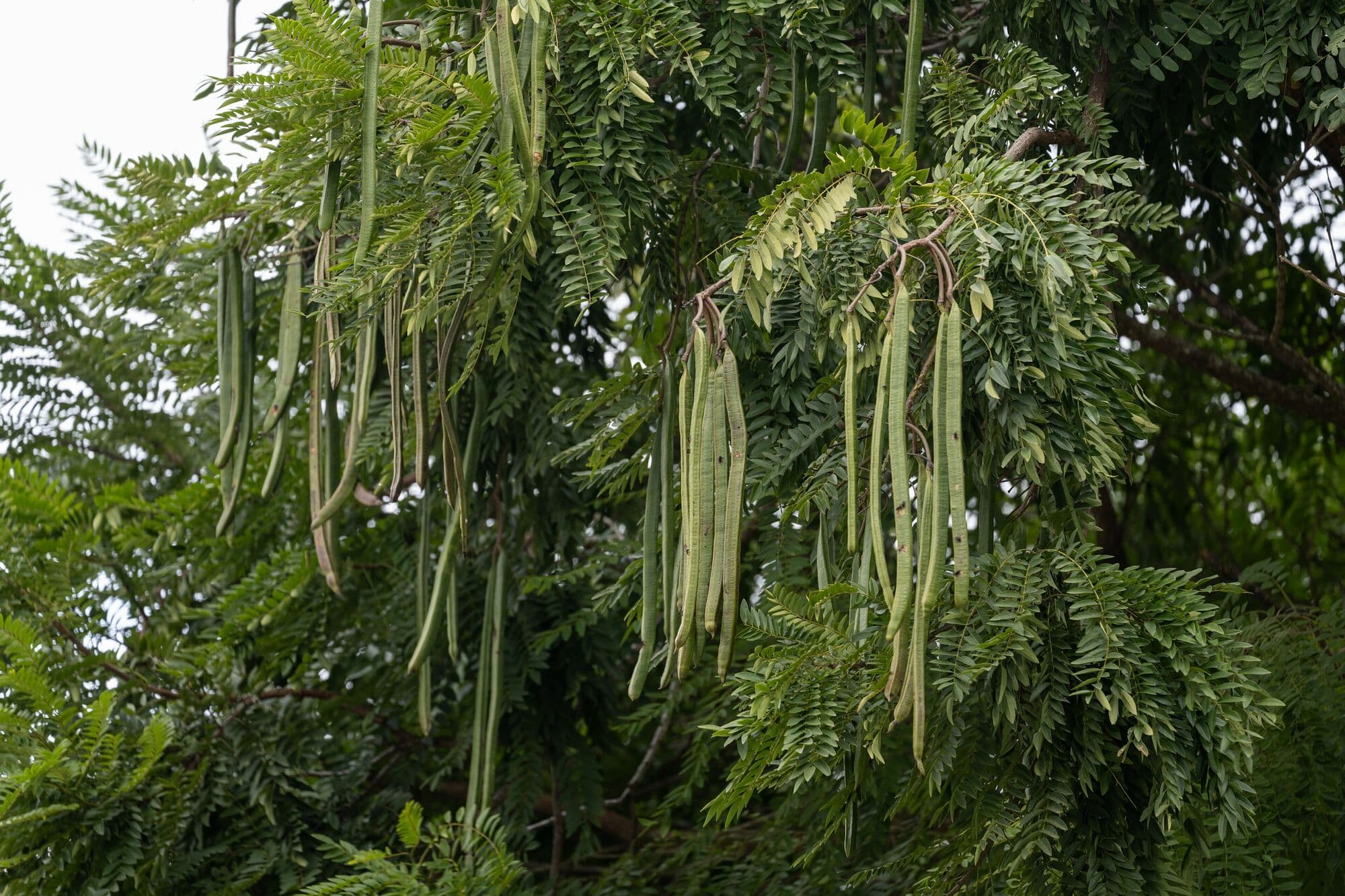 Long green moringa pods hanging from the tree