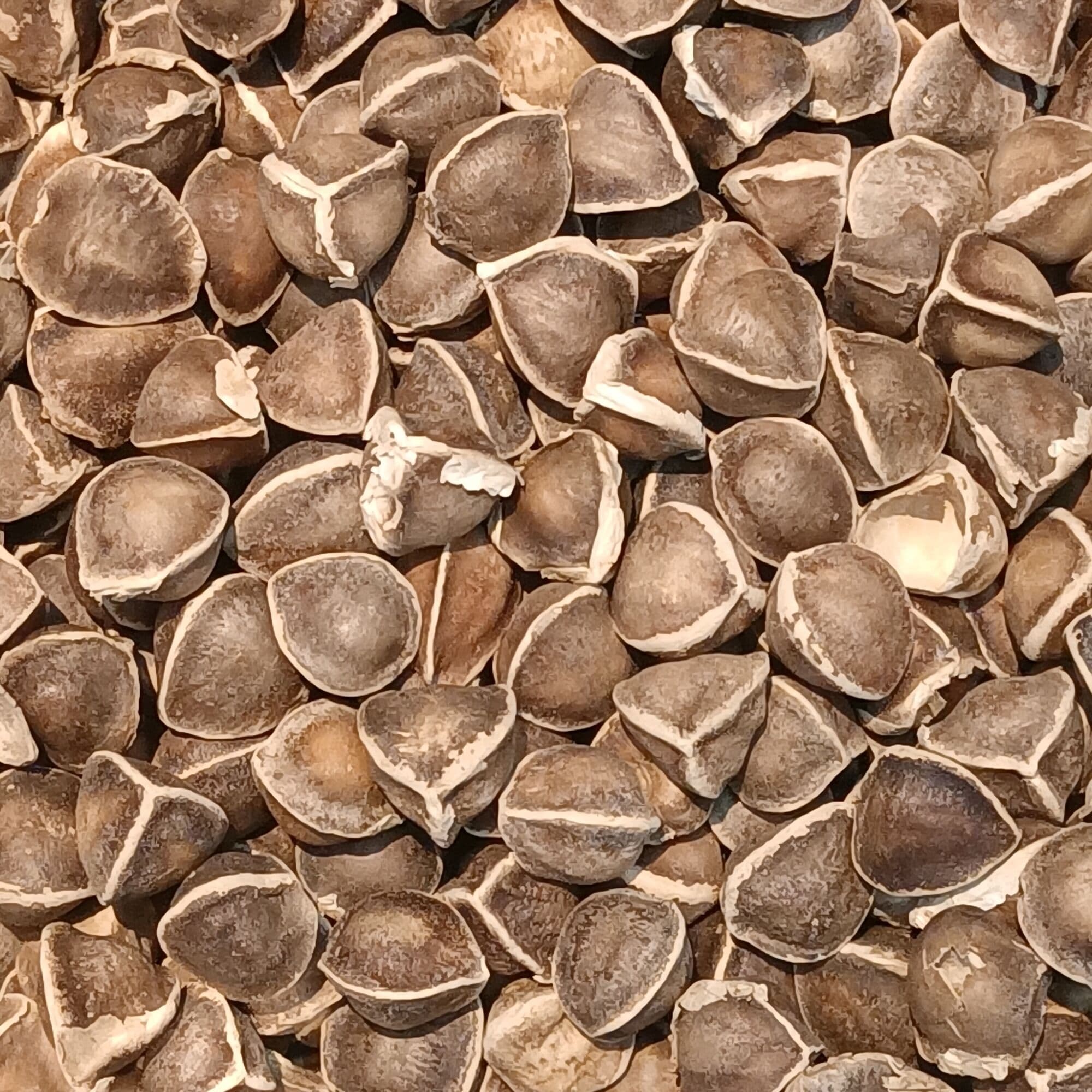 A pile of dried, winged moringa seeds