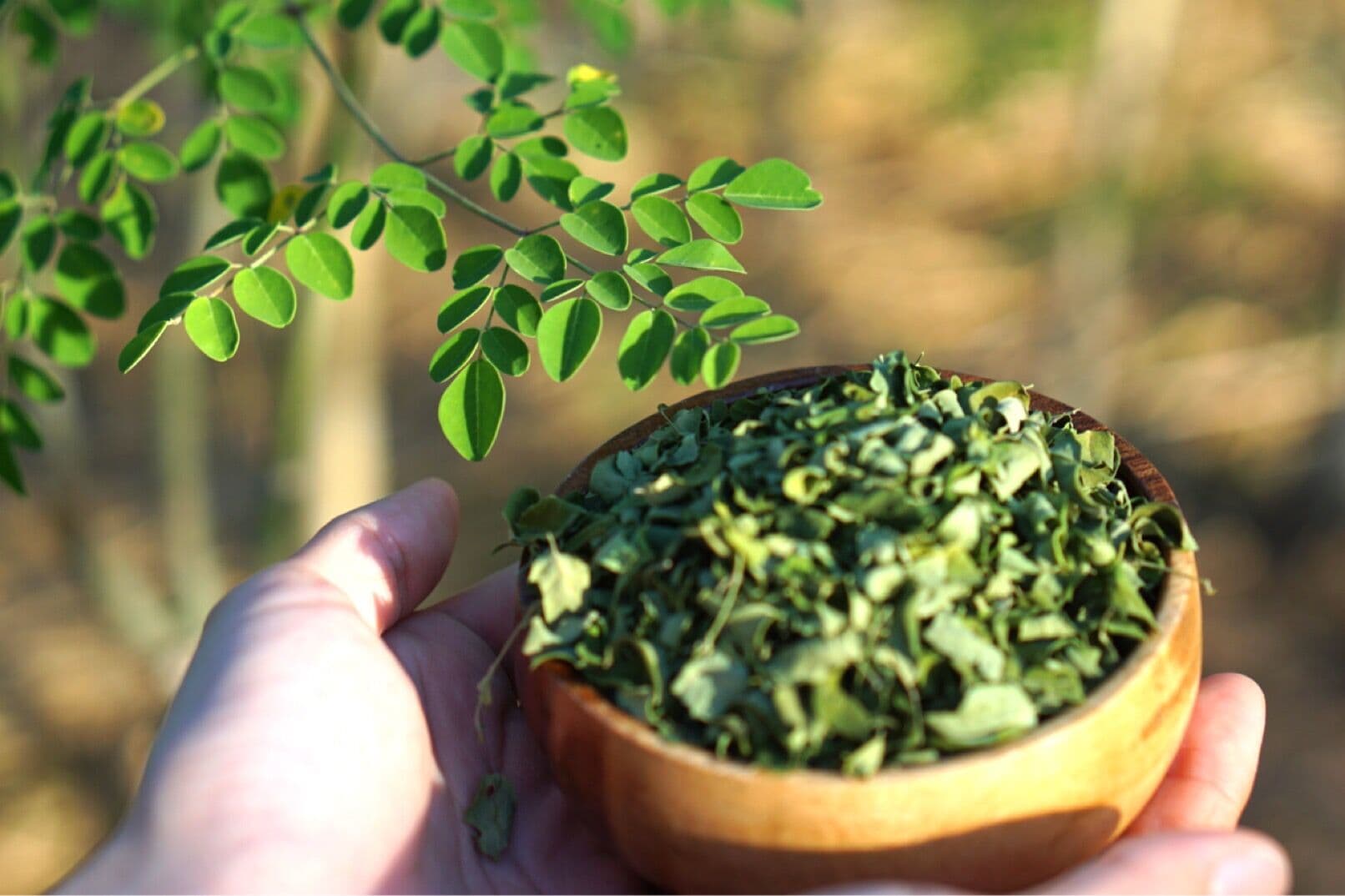 Hand holding a bowl of dried moringa leaves