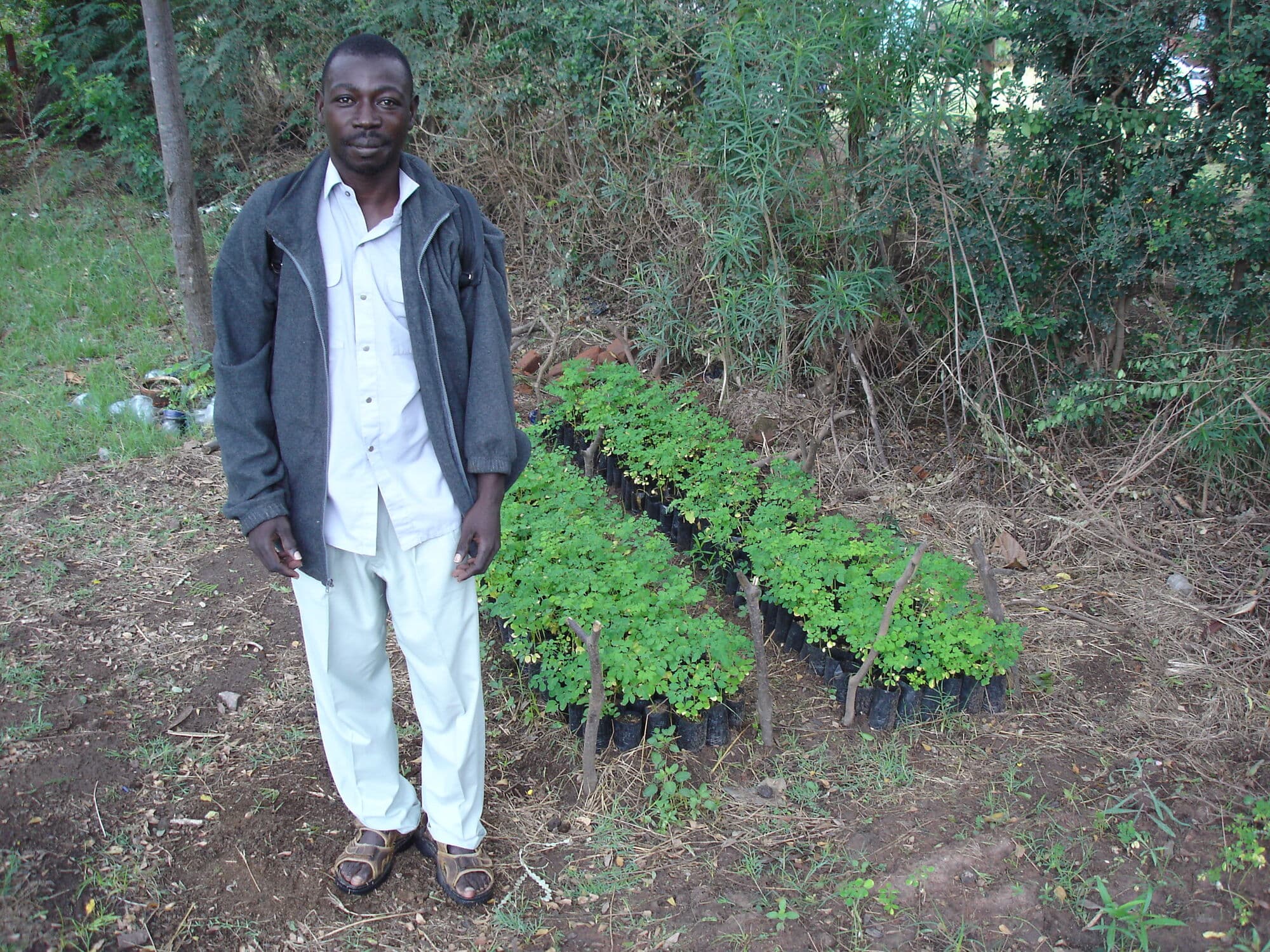 A nurseryman beside beds of moringa seedlings in Tanzania