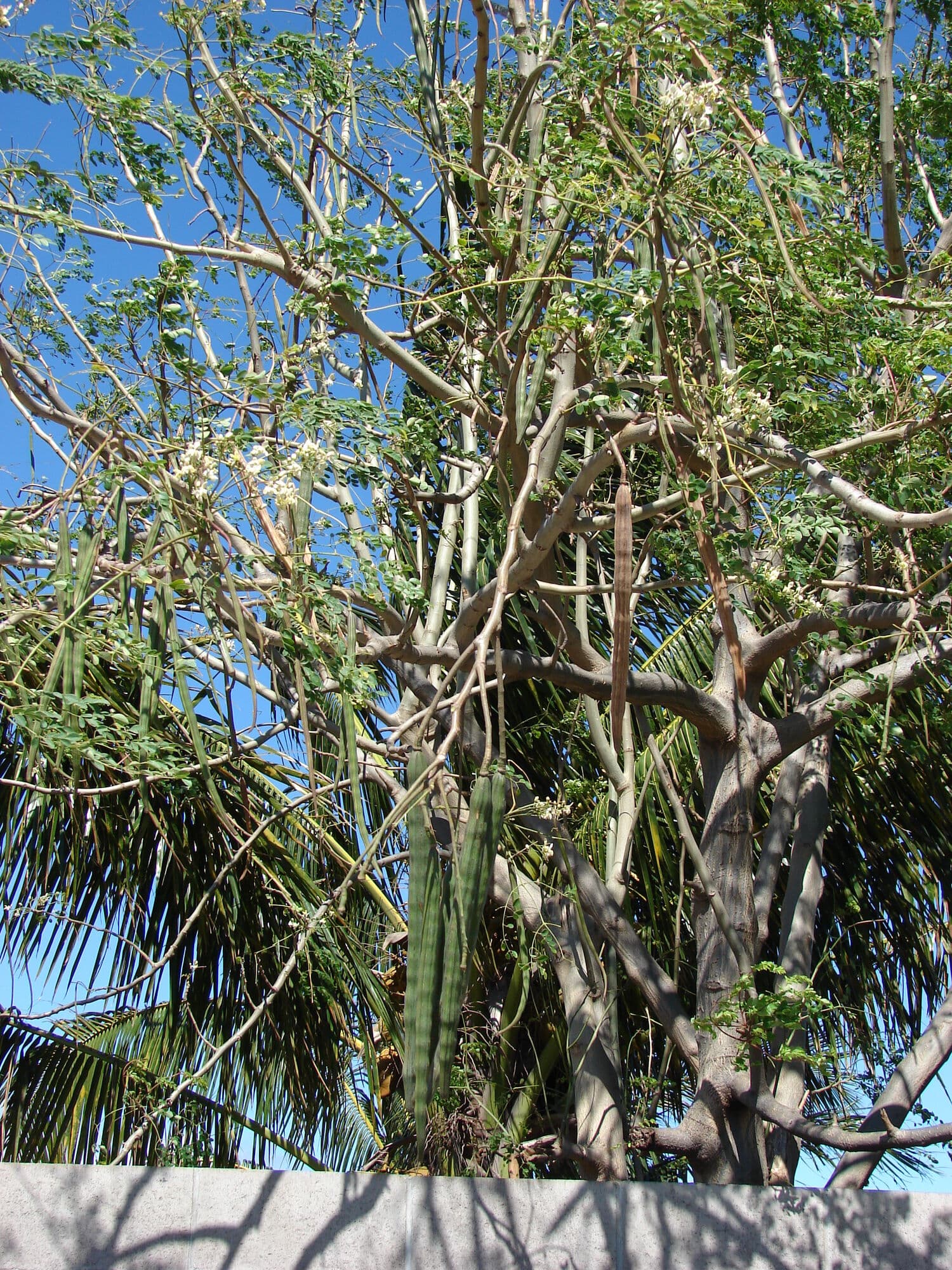 A split dry moringa pod showing the winged seeds