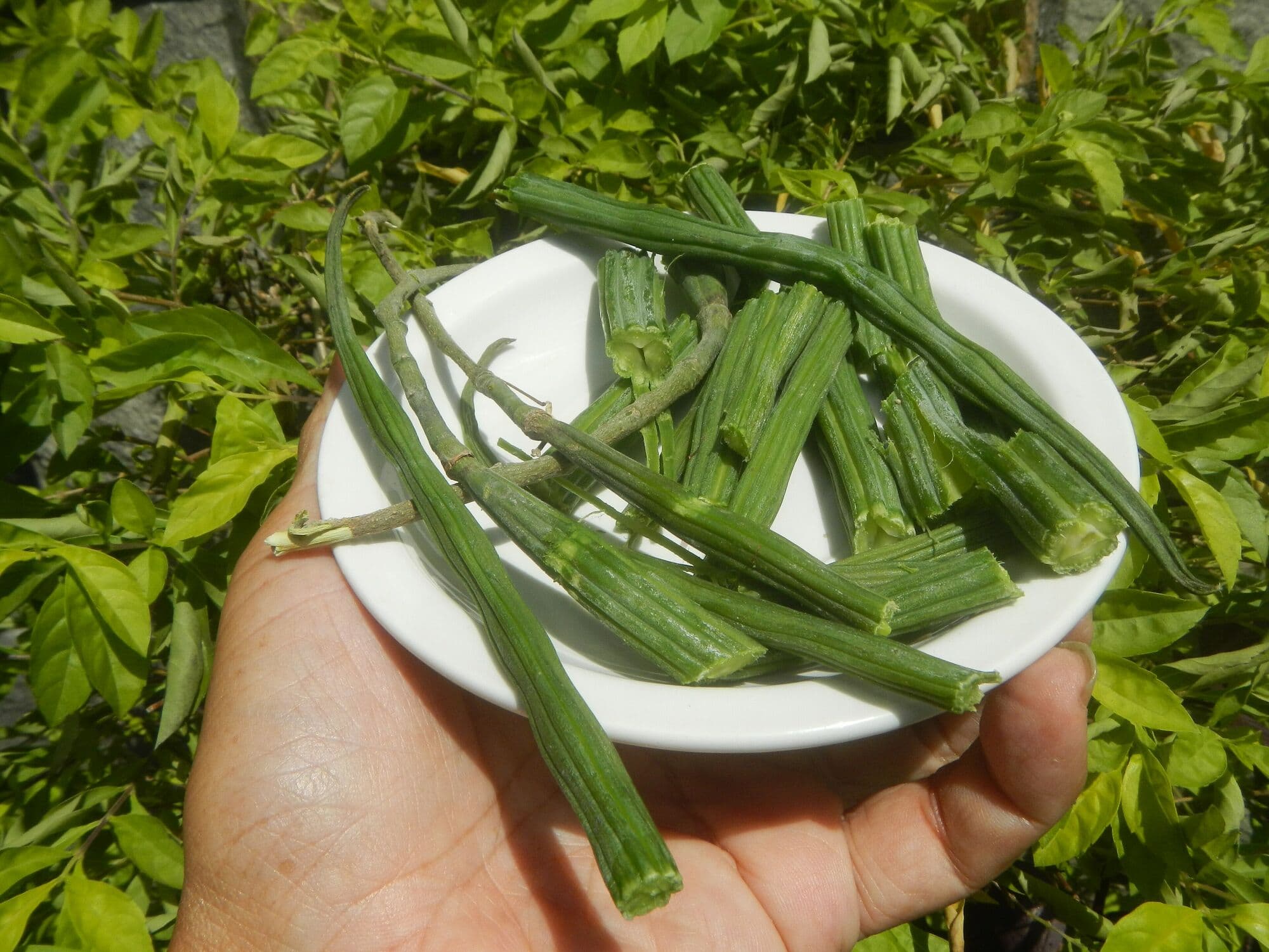A handful of cut green moringa pods (drumsticks)