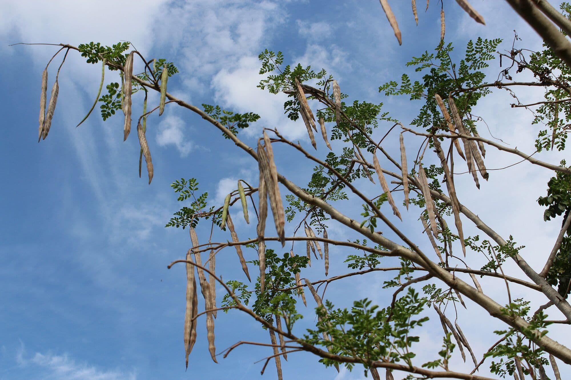 Moringa canopy with pods against a blue sky