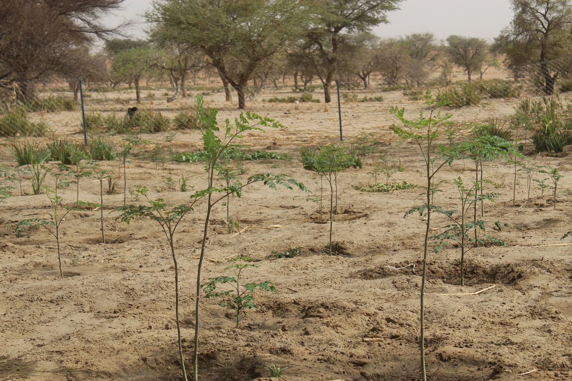 Young moringa trees growing on dry, sandy ground