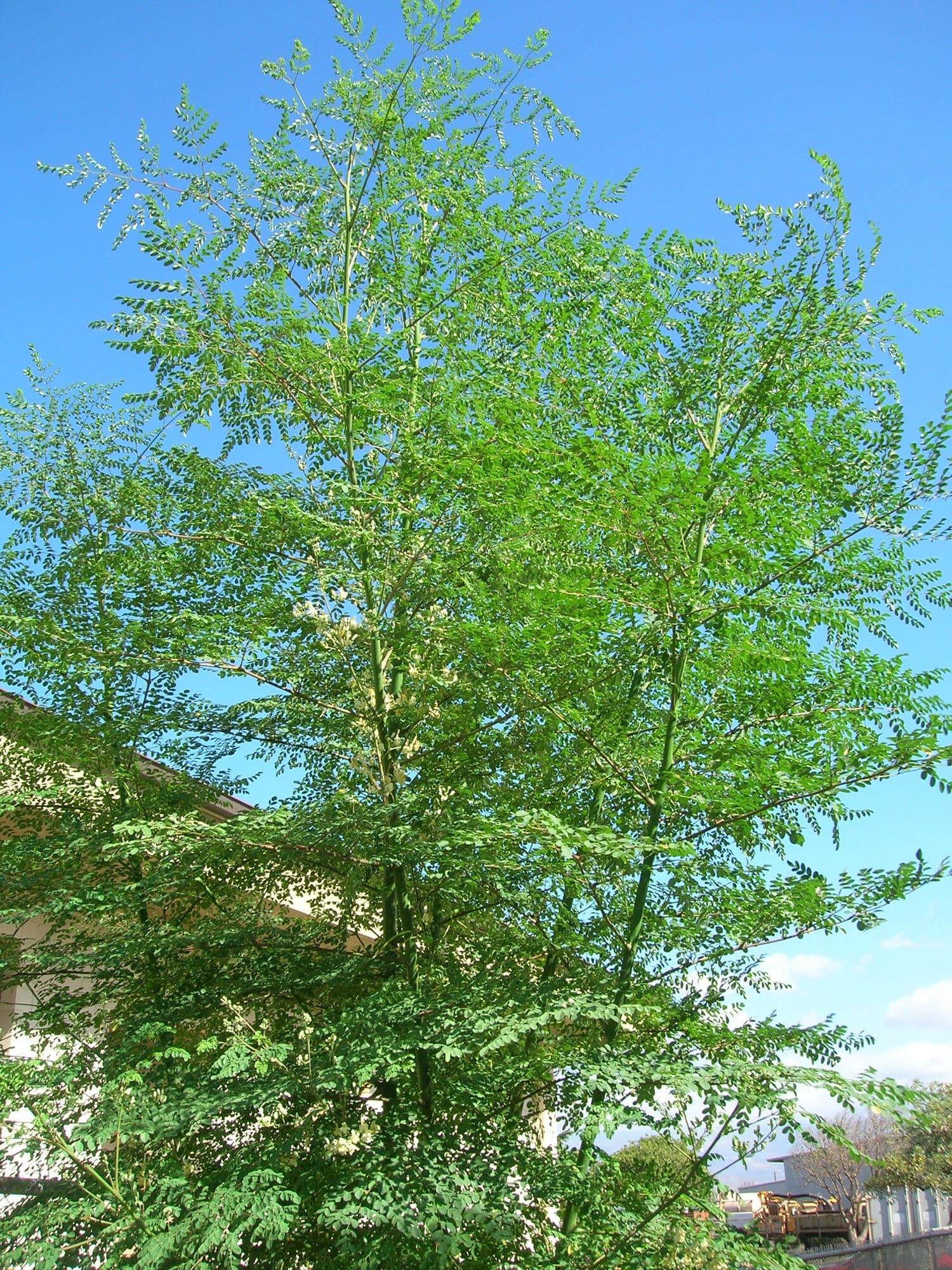 A tall, airy moringa tree against the sky